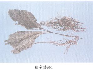 细辛伪品（1）--丝穗金粟兰（Sisuijinsulan）
