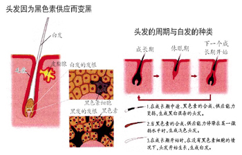 白发变黑是奇迹还是可能