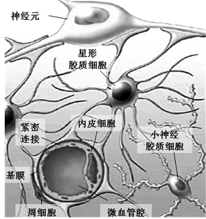 神经保护与血管保护并重——注射用血塞通治疗脑卒中的新策略