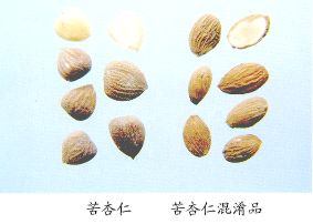 苦杏仁混淆品--桃仁（Taoren）