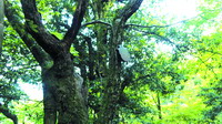 湖南新发现两株极危野生绒毛皂荚
