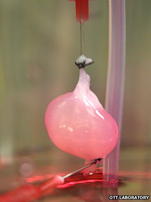 器官移植新进展：科学家在实验室培育出鼠肾脏