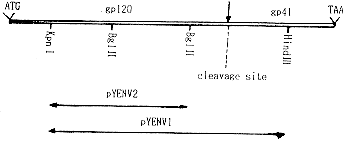 人免疫缺陷病毒1（HIV-1）膜蛋白基因片段在酵母中的克隆表达