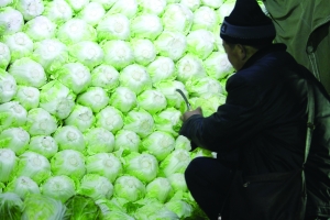 山东菜贩储运白菜喷甲醛保鲜 已经成业内潜规则