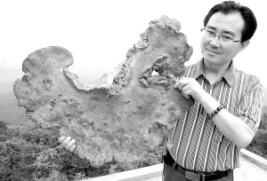 野生灵芝酷似地图
