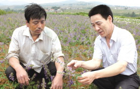 农技专家支招农民种药材