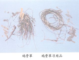 鸡骨草习用品--毛鸡骨草（Maojigucao）