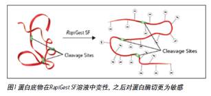 RapiGest SF试剂：促进溶液中蛋白酶解的有利工具