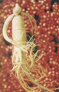 高丽人参和长白山人参哪个更正宗