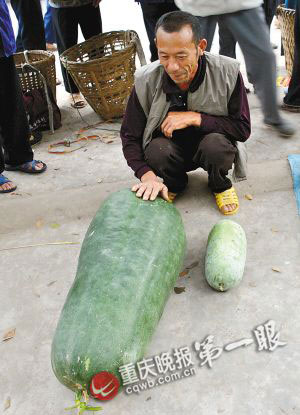 农民丢下冬瓜籽长出巨无霸 和成人重量相当