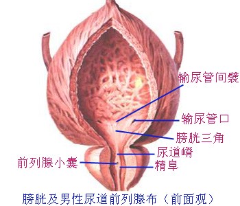 膀胱及男性尿道前例腺前面观