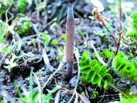 野生中药材保护迫在眉睫