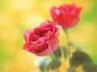 7种春花自制养颜护肤品