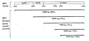 乙型肝炎表面抗原124aa分子在大肠杆菌中的高效表达