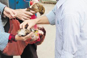 吃货莫变吃祸 医学专家：滥捕食野生动物易染疫病