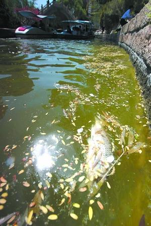 北京团结湖公园湖面漂死鱼 园方正密切监测水质