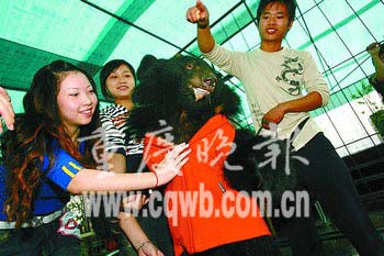 重庆美女与黑熊同住续：熊被美女拥抱吓发抖