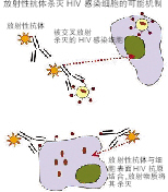 放射性抗体或可抗艾