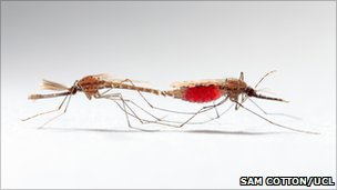 英国培育出无精蚊子阻止疟疾传播