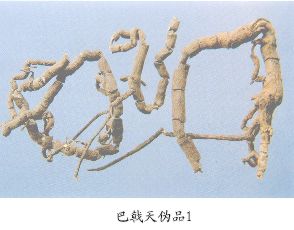 巴戟天伪品（1）--铁箍散（Tiegusan）