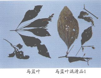 马蓝叶（Malanye）Folium Strobilanthis Cusiae