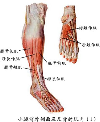 小腿前外侧面及足背肌肉（1）