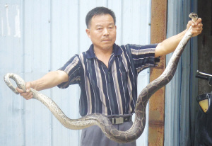 表演蟒蛇出逃5天后遭三轮车夫擒获