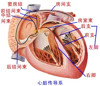 心脏传导系统