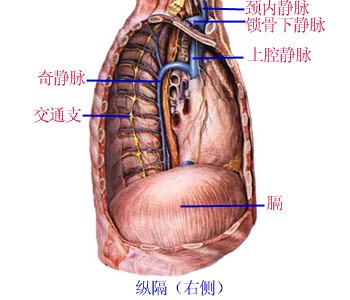 纵隔右侧