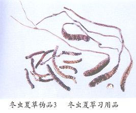 冬虫夏草习用品--凉山虫草（Liangshanchongcao）