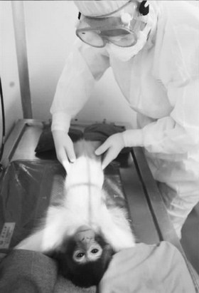 结核病疫苗研究正在展开 武汉88只猕猴参与其中