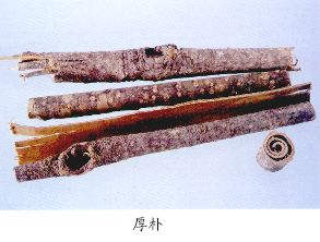 肉桂混淆品（1）--阴香（Yinxiang）