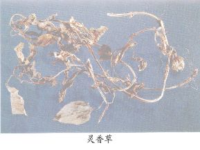 灵香草（Linsxianscao）Herba Lvslmachlae Foenl-Graeci