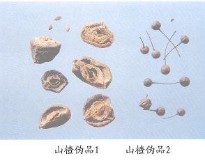 山楂伪品（2）--棠梨（Tangli）