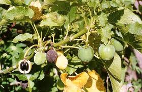 FDA要求制药行业密切留意来源于麻疯树的甘油