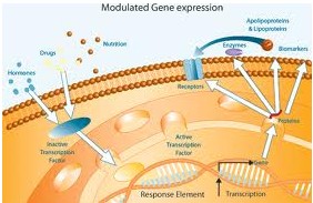 Gene：研究者揭示绿脓杆菌转录调节因子AntR的双向激活作用