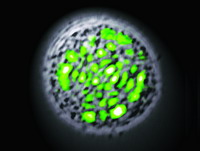 美科学家研制出世界上第一束生物激光