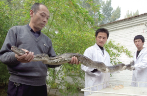 北京大兴枯水沟现大蟒蛇
