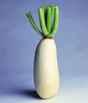 白萝卜