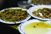 对付全球变暖请吃肉虫
