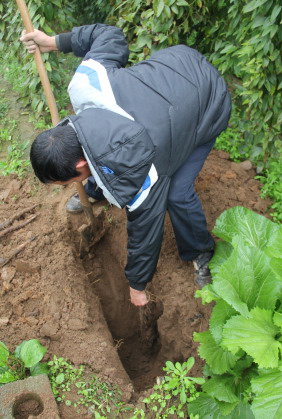 种植中药材 铺就致富路