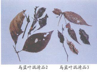 马蓝叶混淆品（2）--广西马蓝（Guangximalan）