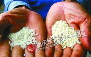 木匠成功培育越年再生稻 栽一次可多年收割