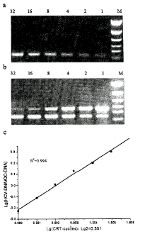 应用循环逆转录PCR技术检测丙型肝炎病毒RNA