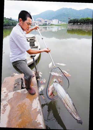 鱼塘出现万余斤死鱼 疑上游食品厂排污水