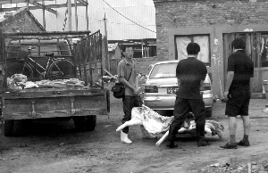 北京整治泔水猪陷入“驱赶了事”尴尬
