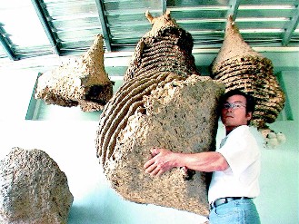 男子32年摘除千个蜂巢 最大重百余斤