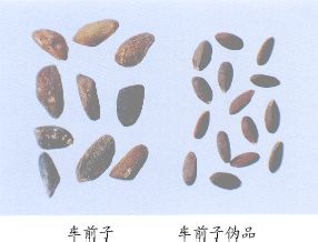 车前子（Cheqianzi）Semen Plantaginis