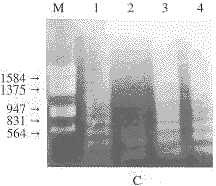 一种快速分离细胞凋亡片段化DNA的简单方法--NP-40法