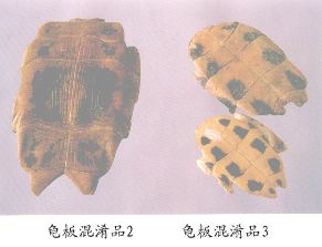 龟板混淆品（3）--黄喉拟水龟（Huanghounishuigui）